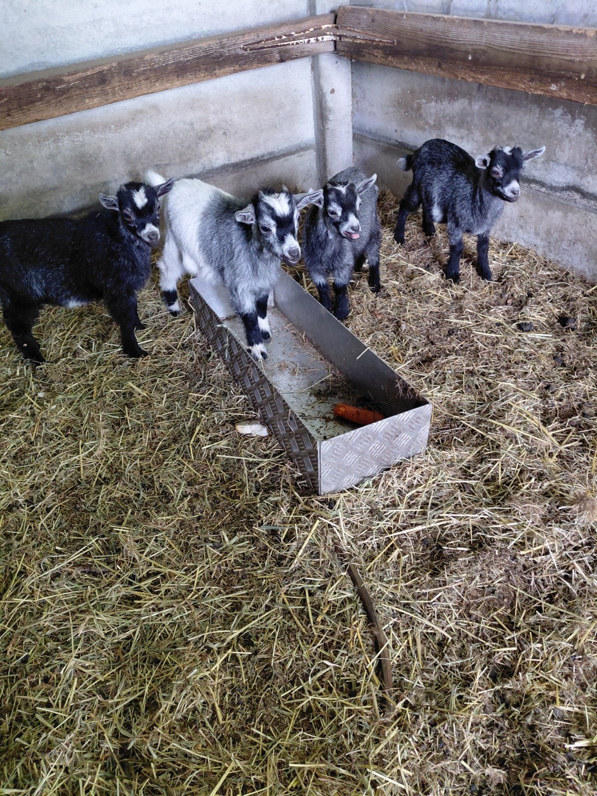 Dwerggeitjes (bokjes), Dieren en Toebehoren, Schapen, Geiten en Varkens
