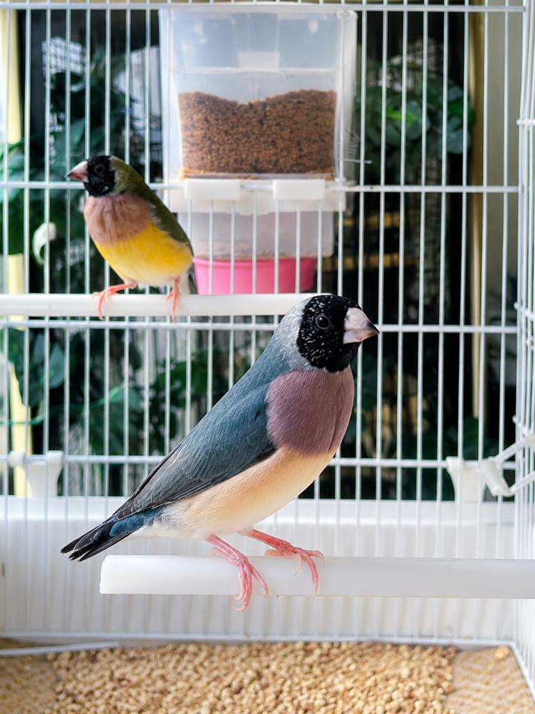 Goulds bleus 2025, Dieren en Toebehoren, Vogels | Overige Vogels, Meerdere dieren, Tam