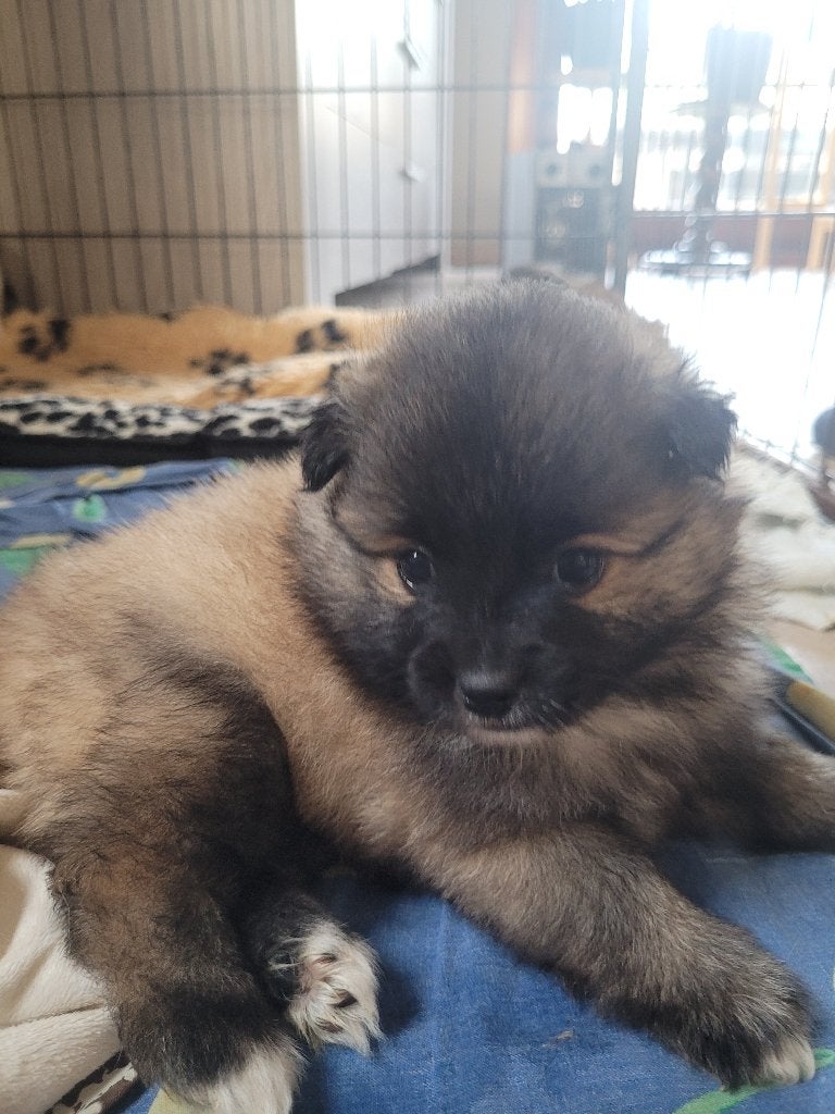 Loulou/Spitz Allemand, Particulier, Loulou, 8 à 15 semaines, Plusieurs