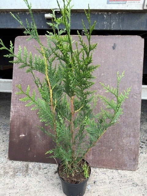 Thuja antrovirens 60/80 Pot 1.5L Conifeer, Tuin en Terras, Ophalen, Conifeer, Haag, Minder dan 100 cm