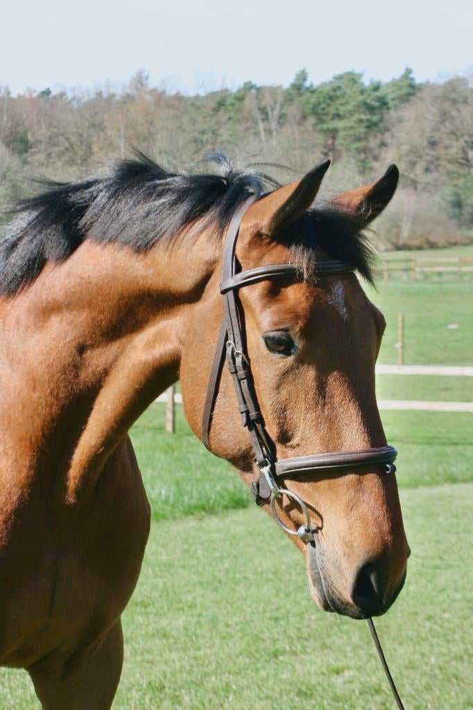 Brave, compacte ruin (5Y) met parcourservaring, Dieren en Toebehoren, Springpaard, Met stamboom, Ruin, 3 tot 6 jaar