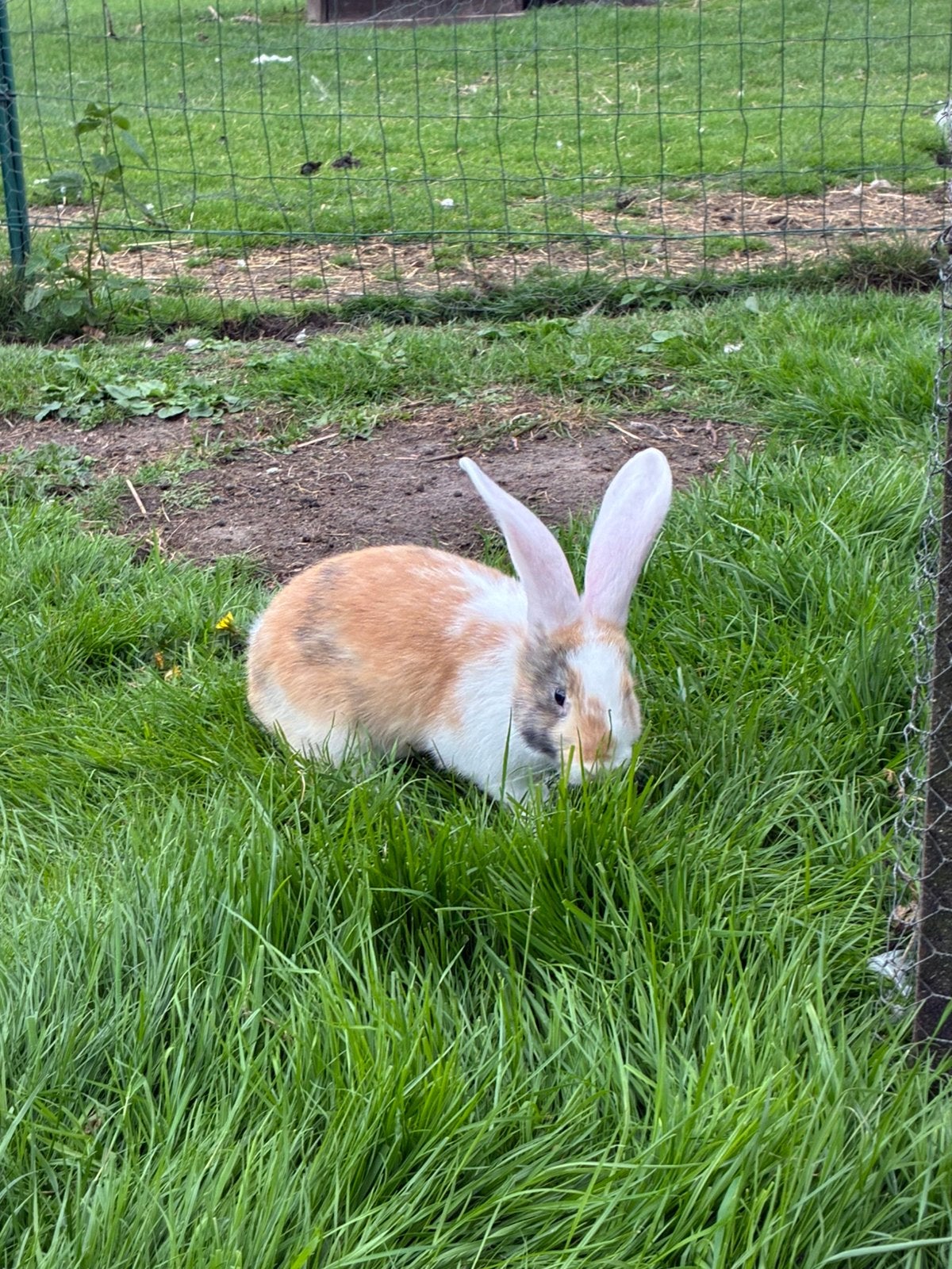 Super tamme Vlaamze reuzen te koop, Dieren en Toebehoren, Konijnen