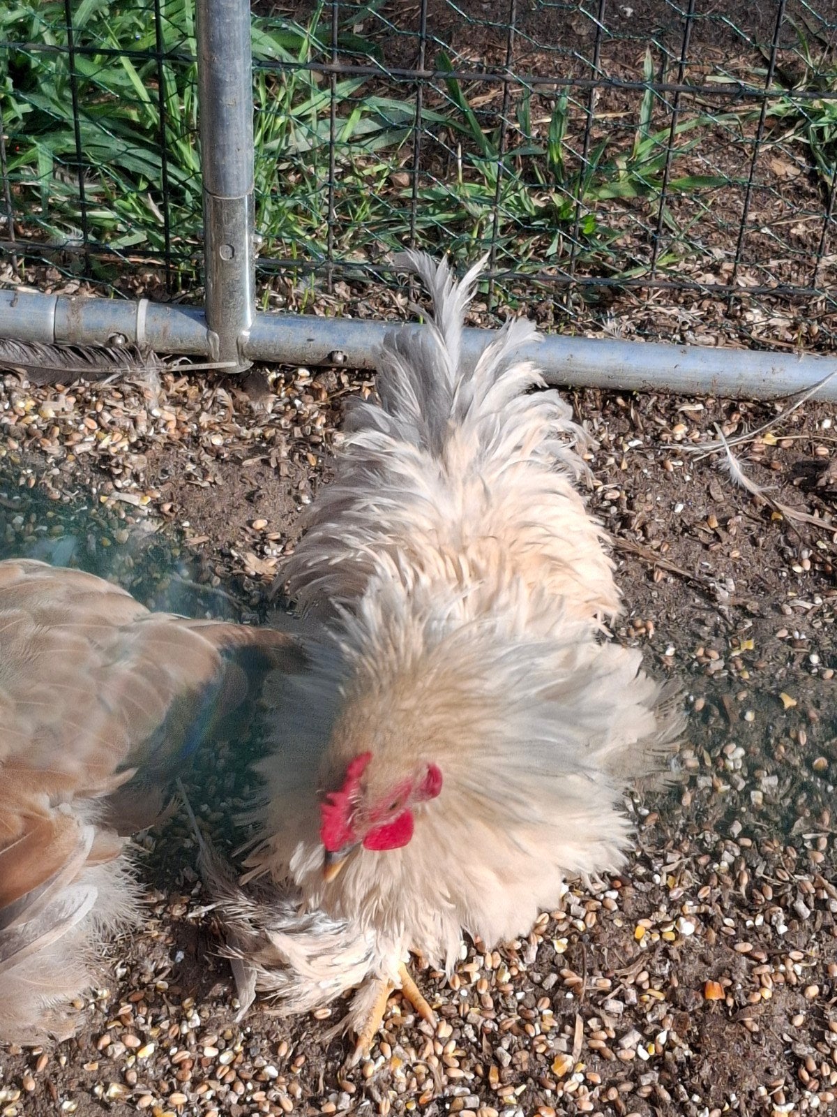 cochin haan, Mâle, Poule ou poulet