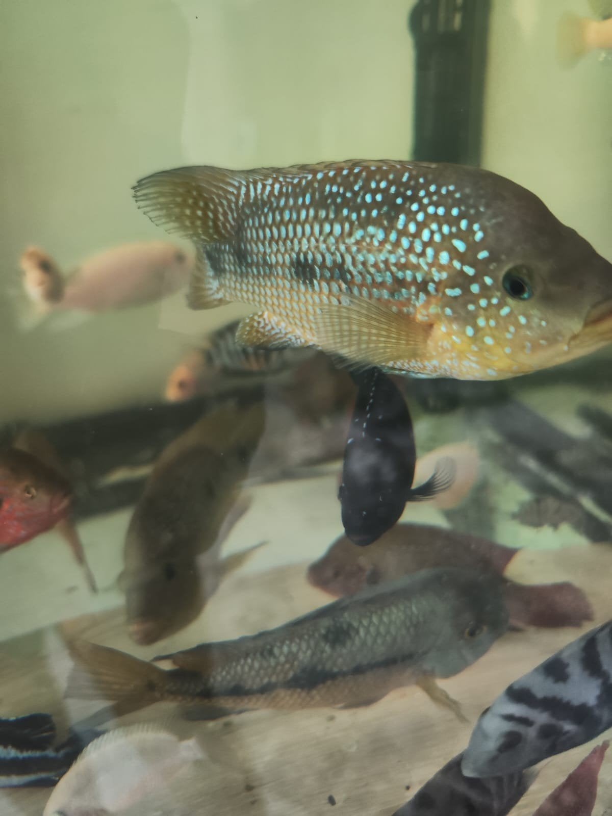 afrikaanse en amerikaanse cichliden, Dieren en Toebehoren, Vis