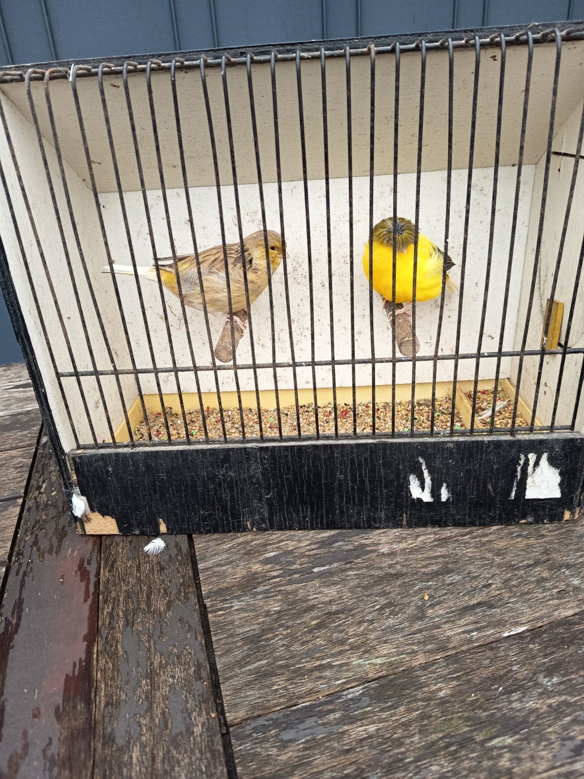Couples de canaris Gloster à vendre !, Animaux & Accessoires, Mâle