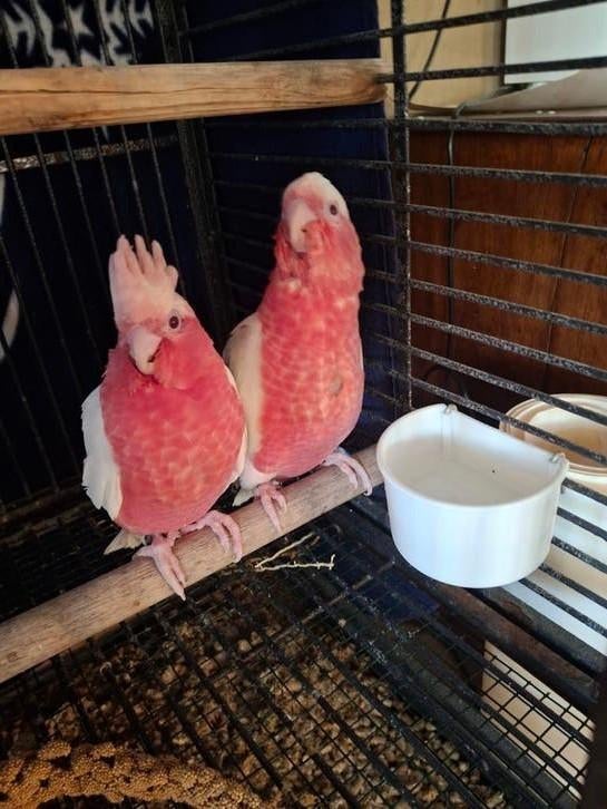 Handopfok lutino rose kaketoe, Dieren en Toebehoren, Geringd