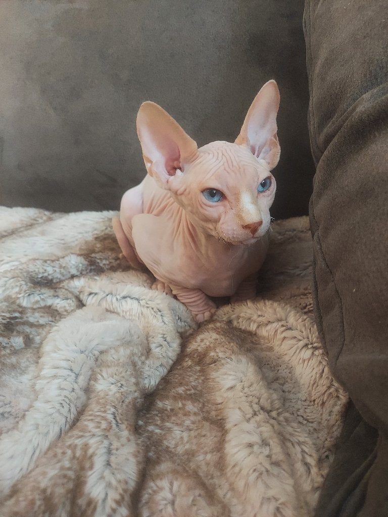 Sphynx, Kater, Kortharig, 0 tot 2 jaar