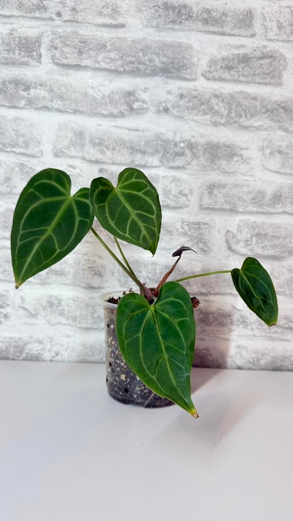 Anthurium magnificum x crystallinum, Huis en Inrichting, Kamerplanten, Ophalen