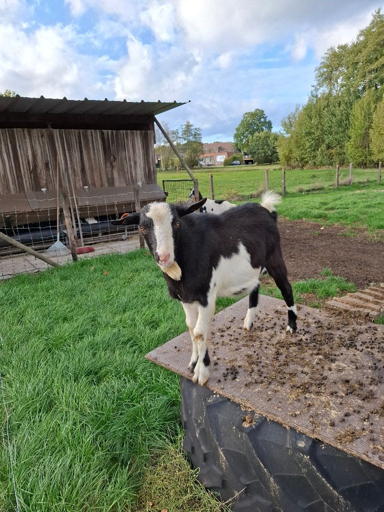 Hollandse bonte bok, Mâle, Chèvre