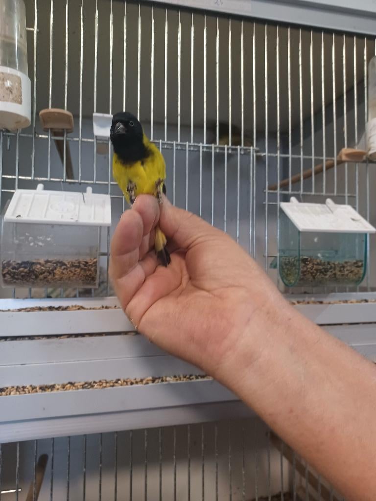 A vendre tarin de Magelan, Meerdere dieren