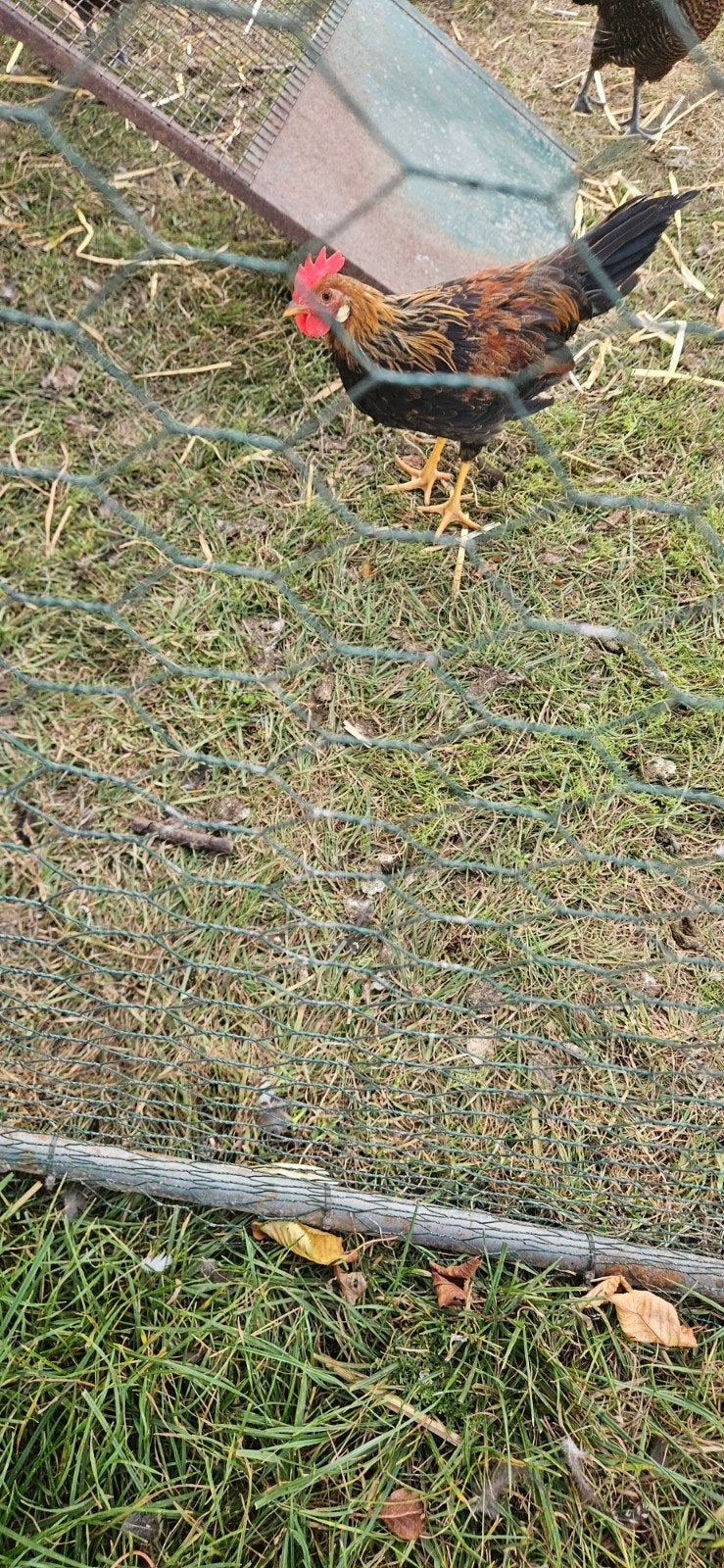 mooie leghorn haan goudpatrijs van mei dit jaar, Dieren en Toebehoren, Pluimvee