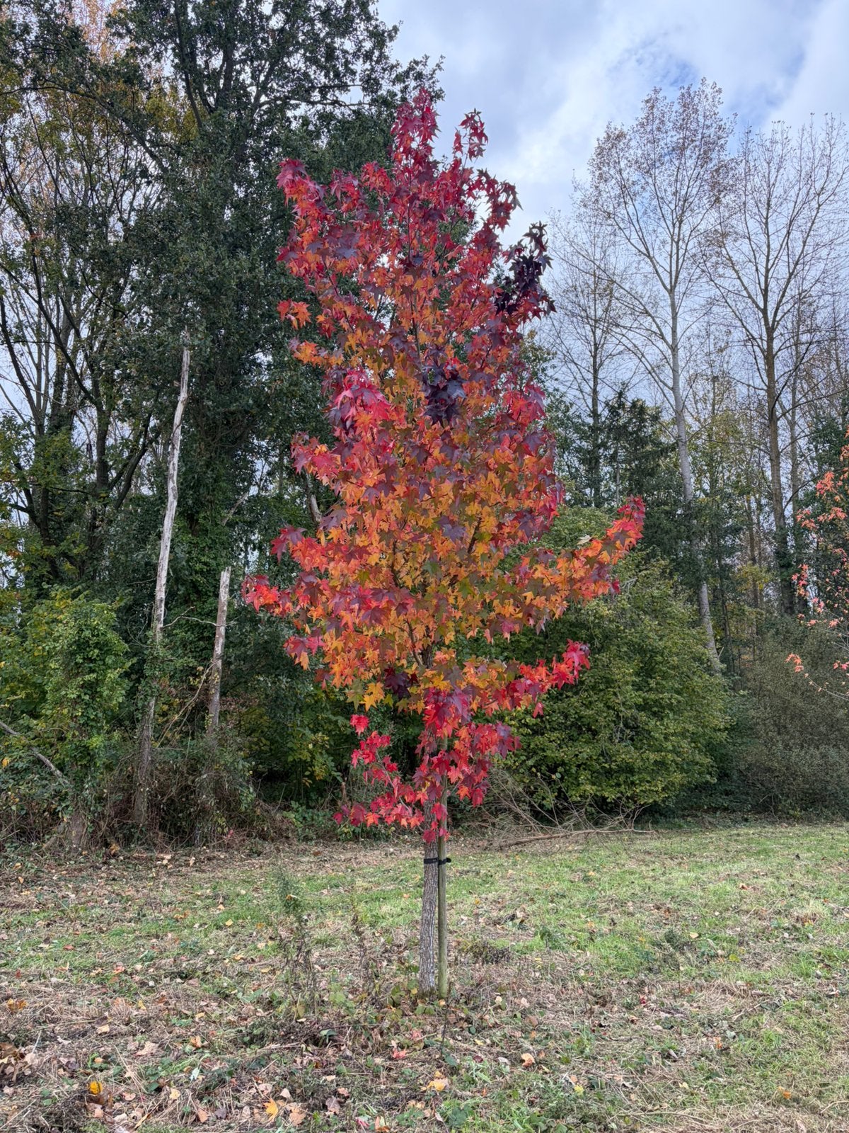 LIQUIDAMBAR STYRACIFLUA, Enlèvement, 100 à 250 cm