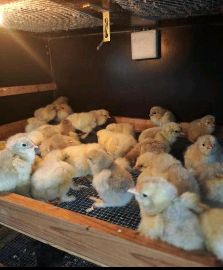 Eendagskuikens Brahma groothoenders te koop