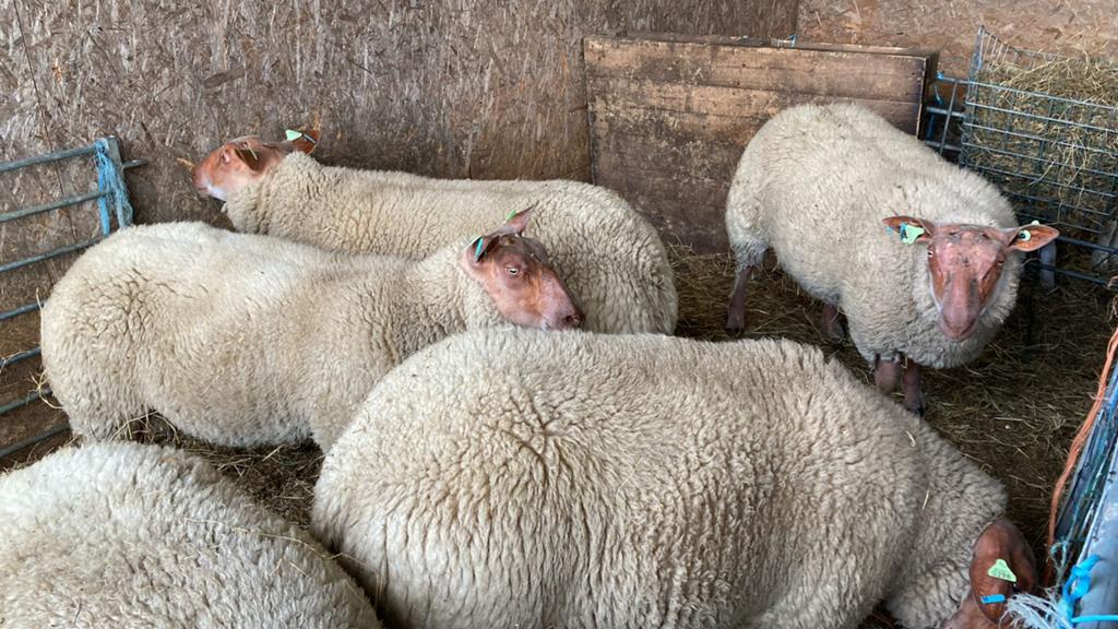 Schapen voor het offerfeest