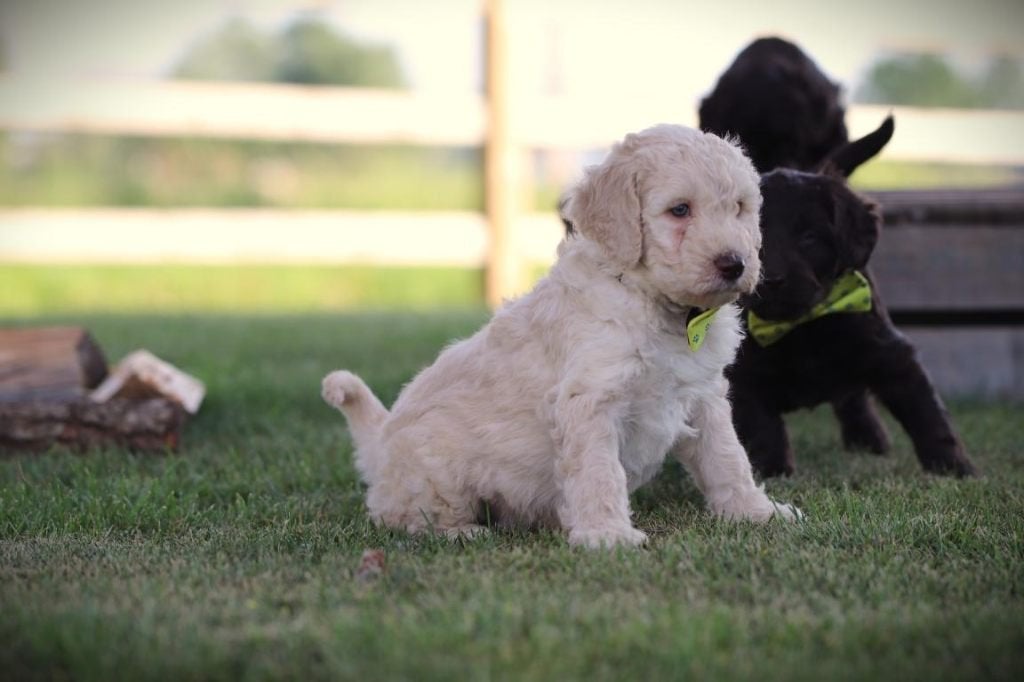 Chiots Labradoodle, parents contrôlés, Animaux & Accessoires, Chiens | Retrievers, Épagneuls & Chiens d'eau, Autres races, Plusieurs