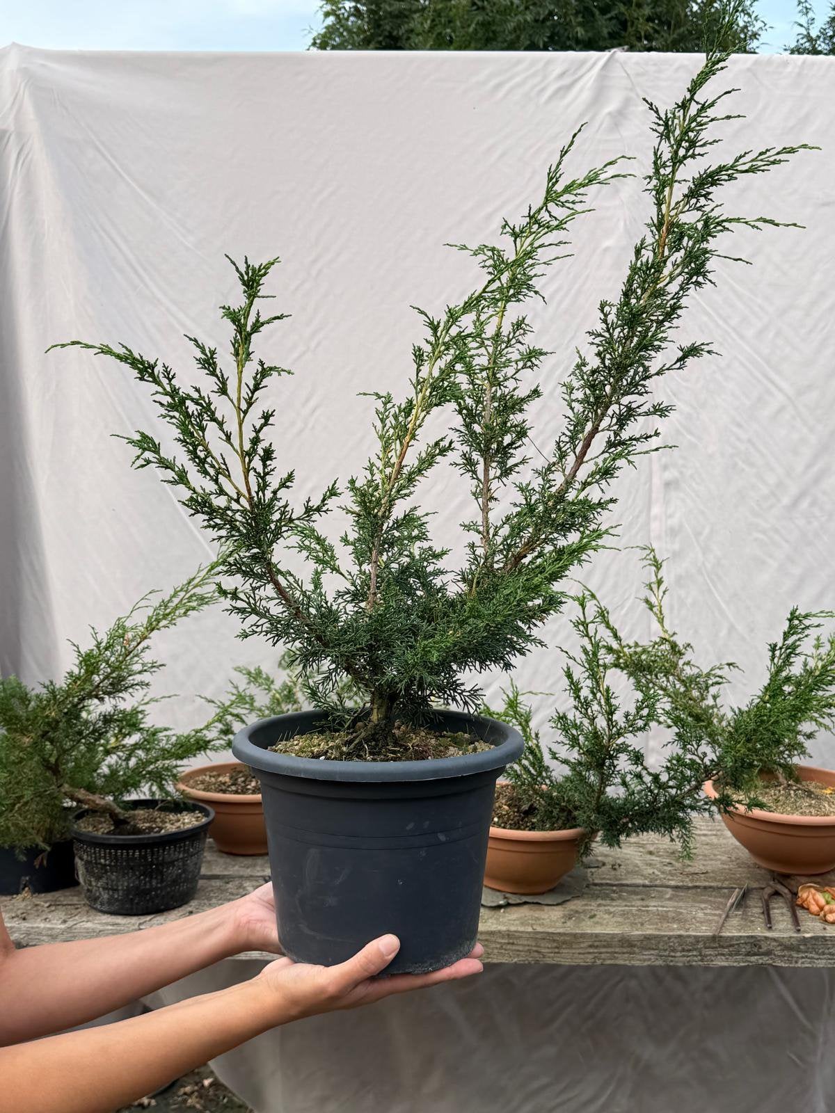 Mooie Pre-bonsai – Juniper / Jeneverbes, Ophalen of Verzenden