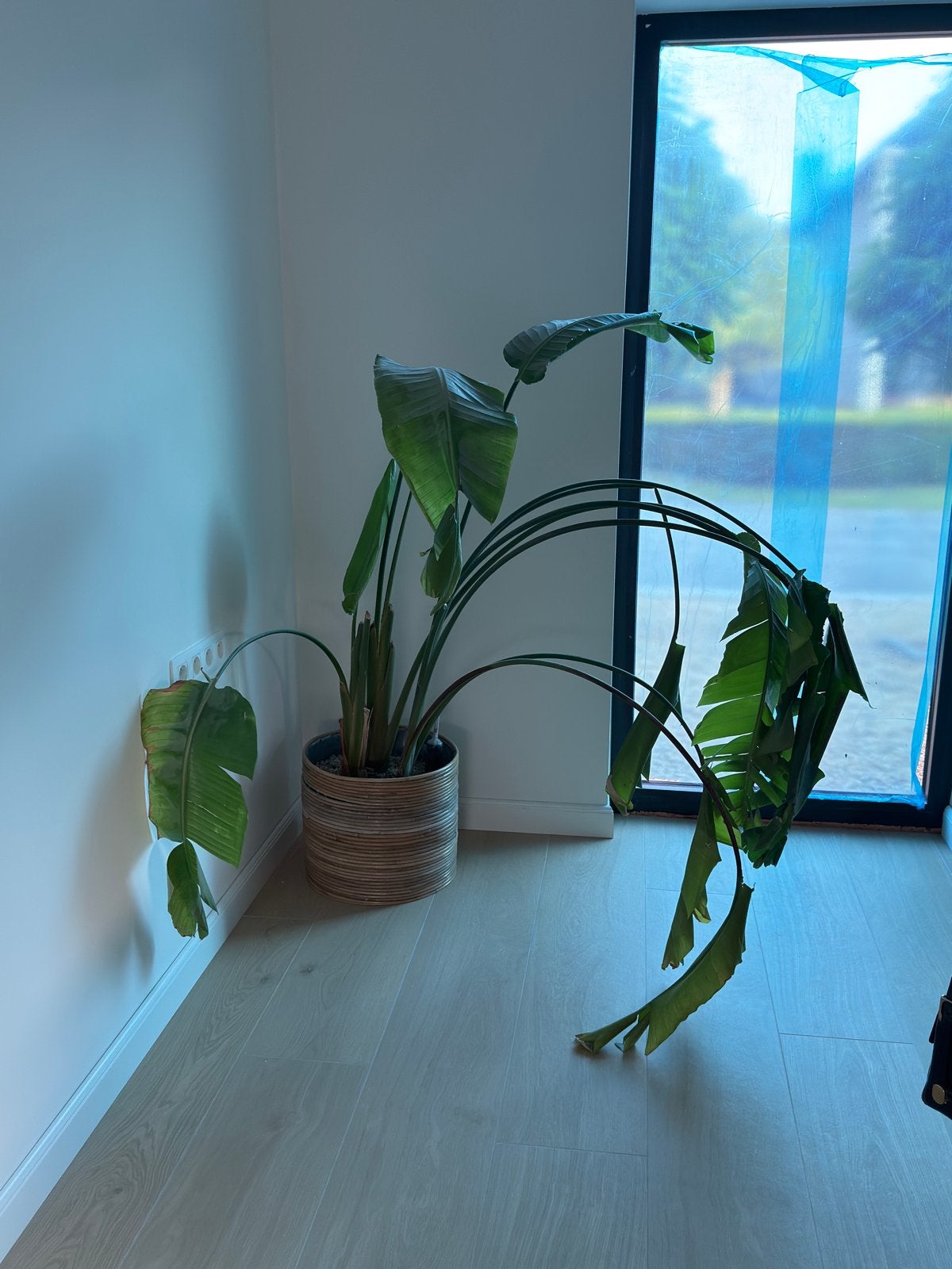 Strelitzia Nicolai, Ophalen