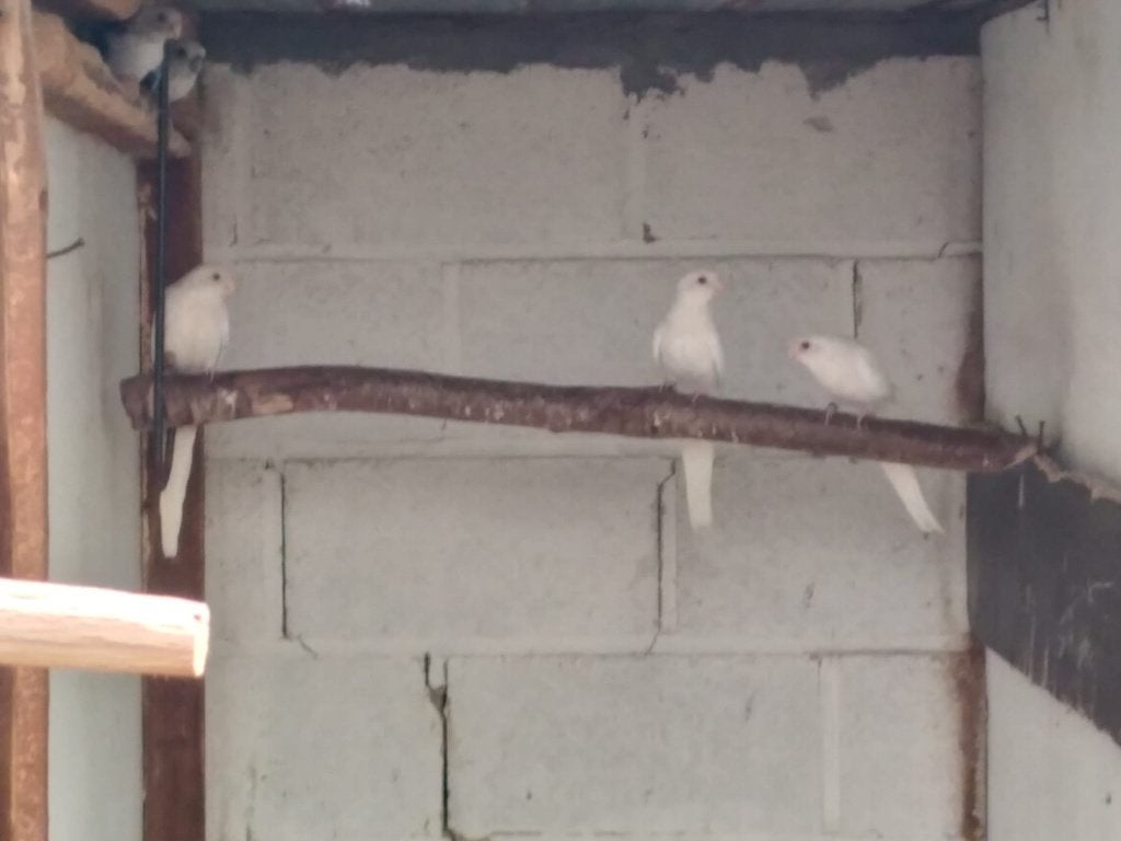rosella, Meerdere dieren, Parkiet, Geringd