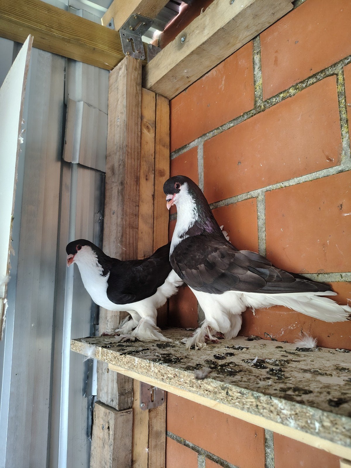 Pigeons, Animaux & Accessoires