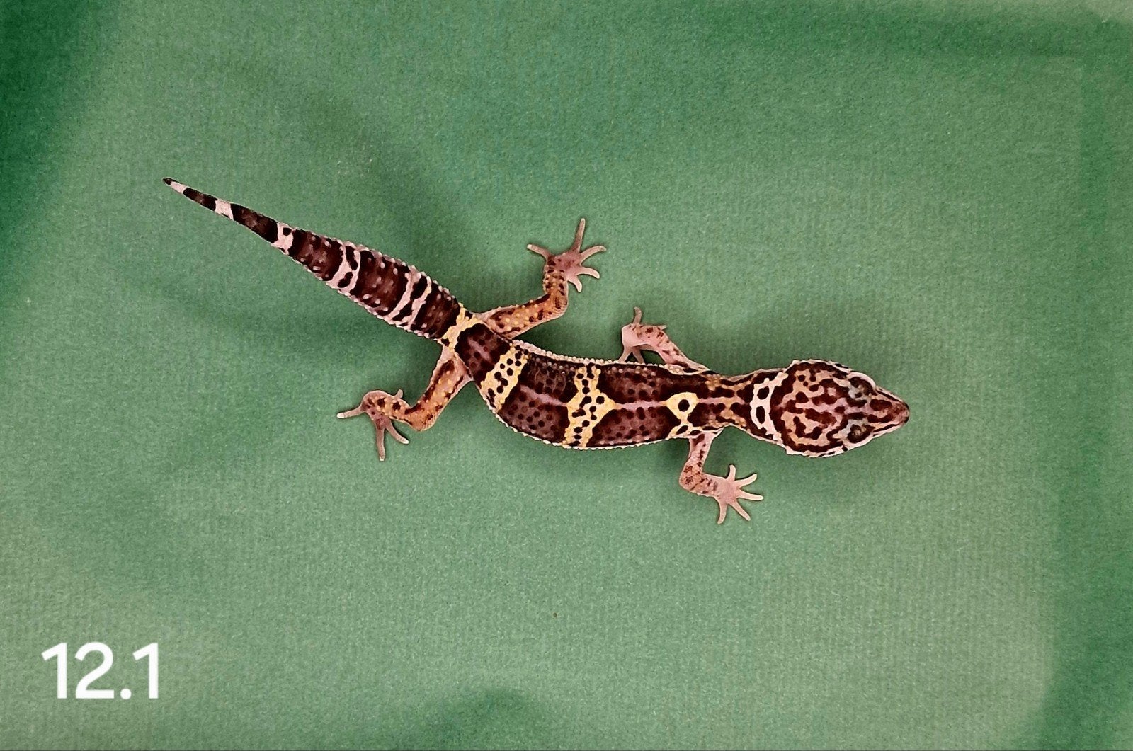 0.0.1 luipaard gecko, Dieren en Toebehoren, Reptielen en Amfibieën
