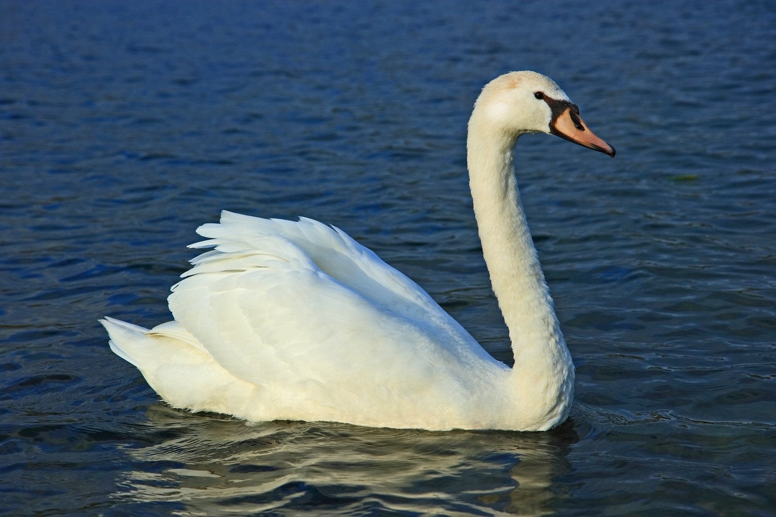 Cherche cygne male, Animaux & Accessoires, Animaux Autre, Janvier, Mâle