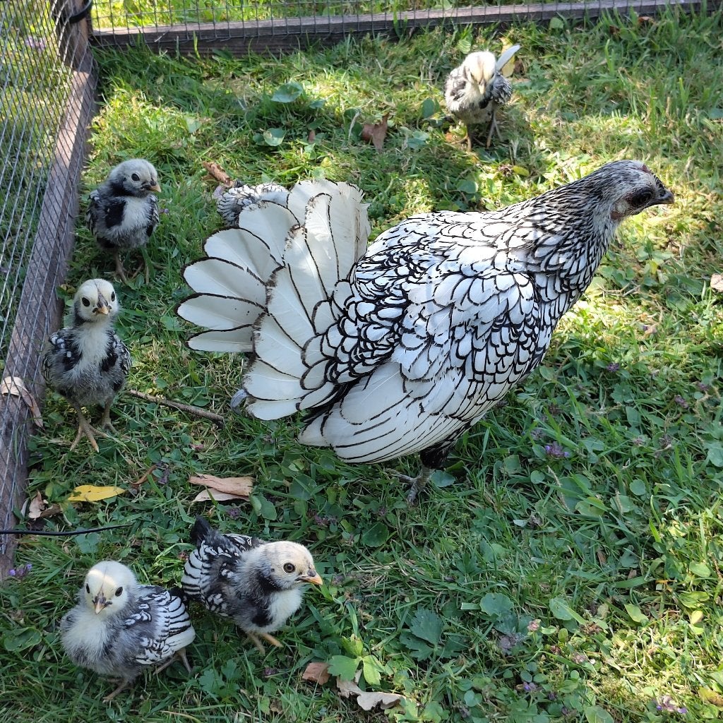 Sebright, Dieren en Toebehoren, Meerdere dieren, Kip