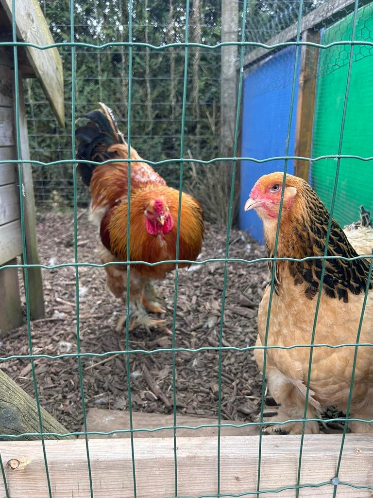 Brahma Buff broedeieren, Sexe inconnu, Poule ou poulet