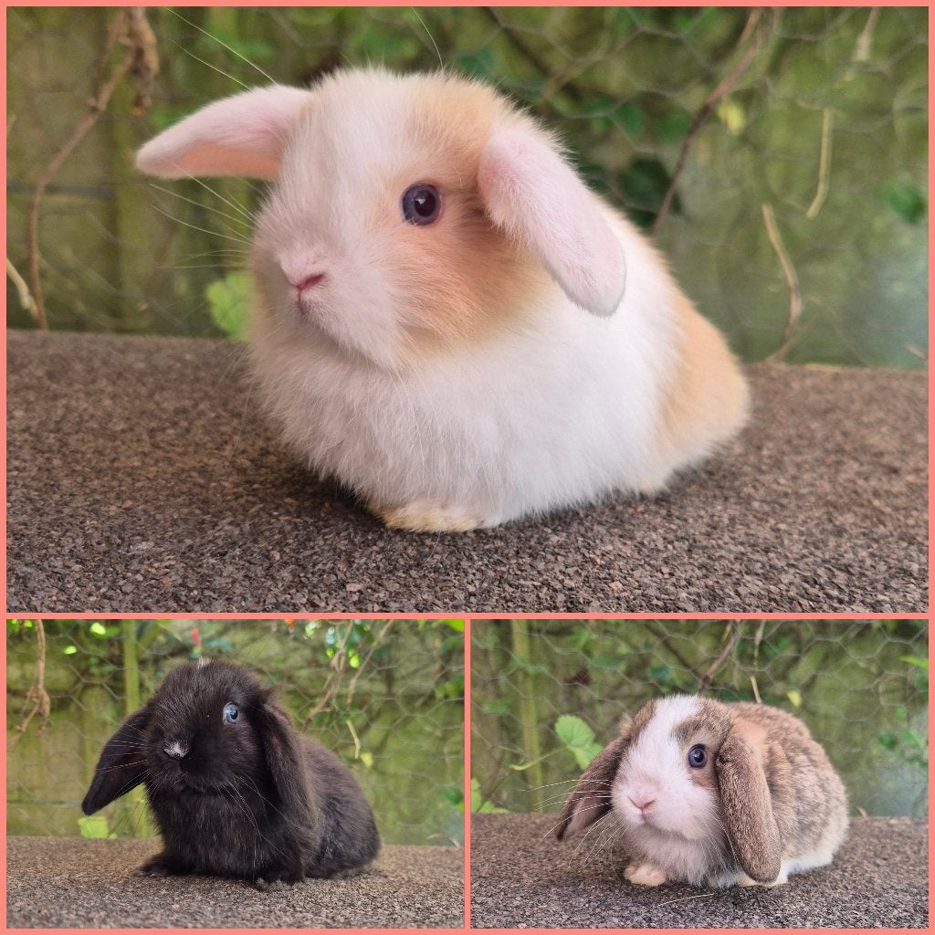 NHD/MINILOP VOEDSTERS, Dieren en Toebehoren, Vrouwelijk, Dwerg, Hangoor, 0 tot 2 jaar