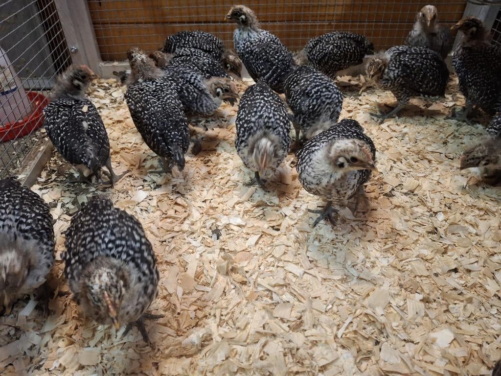 Jeune poules Brakel argentées d'un mois, Femelle, Poule ou poulet