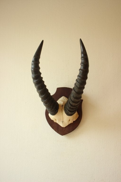 Taxidermie Afrikaanse hoorns, Ophalen of Verzenden, Gebruikt, Wild dier, Gewei of Kop