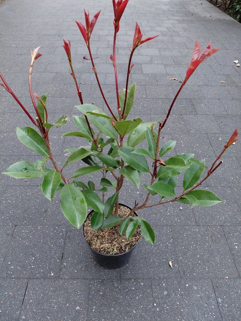 Photinia Red Robin, Tuin en Terras, Ophalen