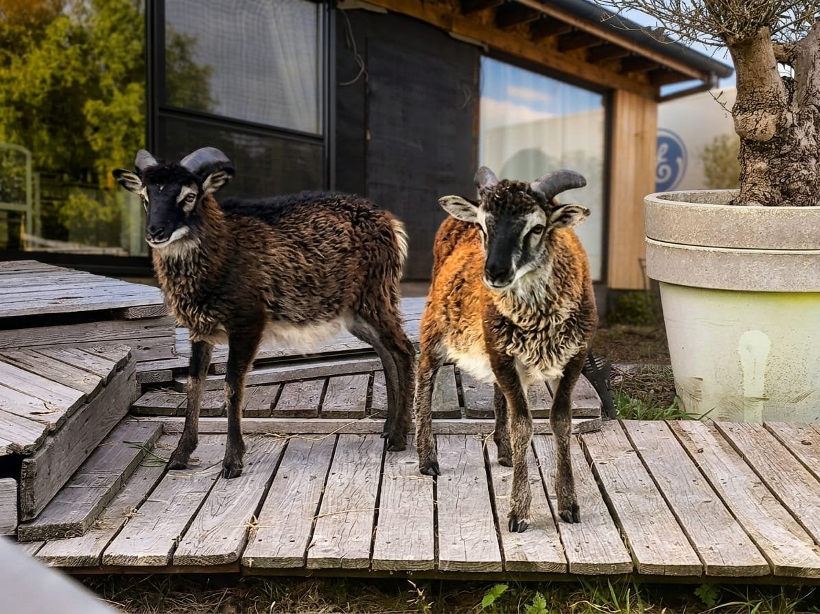 Soay-ram (lam), Dieren en Toebehoren, Schapen, Geiten en Varkens, Mannelijk, Schaap, 0 tot 2 jaar