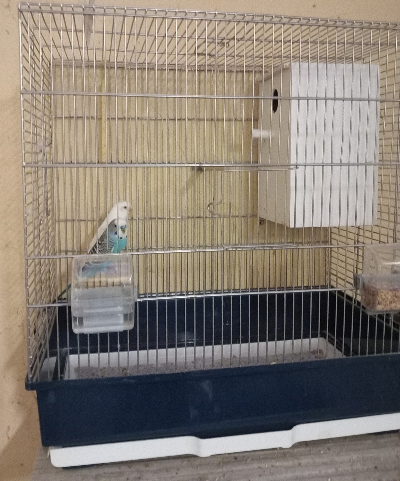 Koppel grasparkieten met kooi, Dieren en Toebehoren, Ophalen
