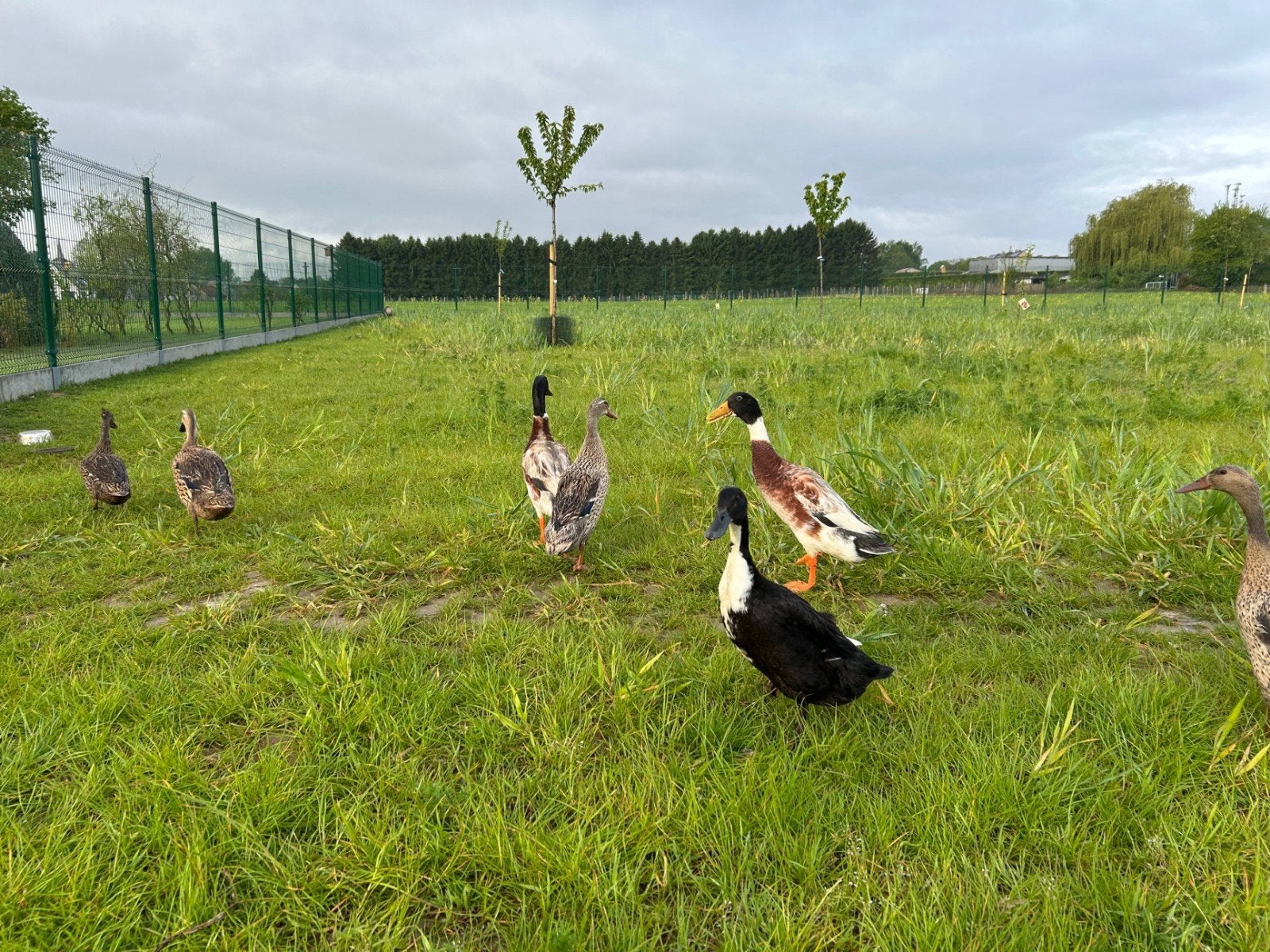 loopeenden, Dieren en Toebehoren, Pluimvee | Toebehoren, Ophalen