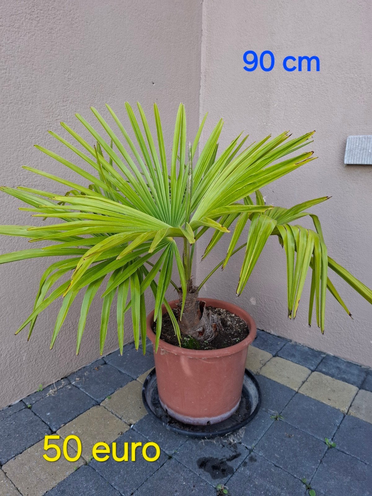trachycarpus fortunei palmboom in pot, Enlèvement, Été, Plante fixe, Plein soleil