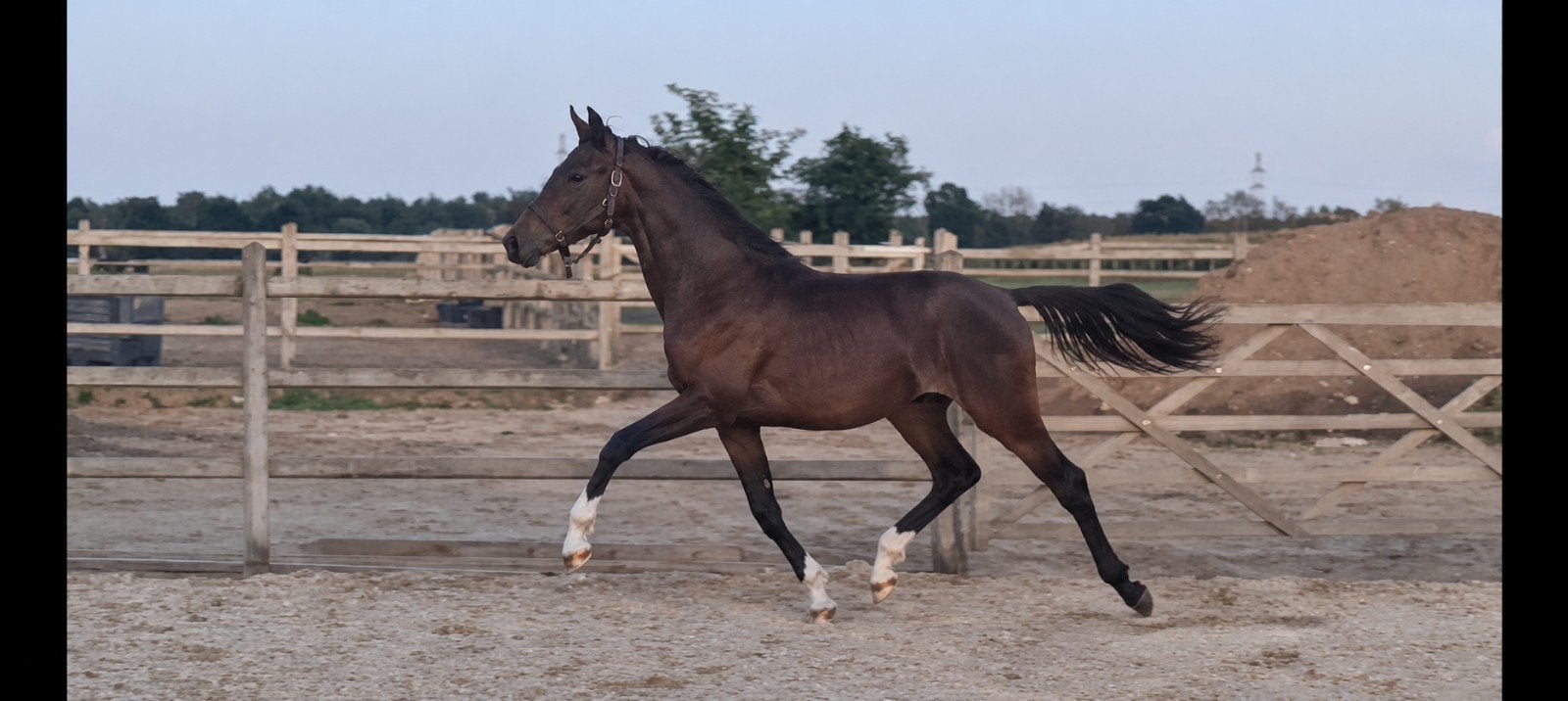 Hengst 1 jaar. Glocks Dreamboy x Sir Fashion xSir Donnerhall, Dieren en Toebehoren, Met stamboom, Dressuurpaard, 0 tot 2 jaar