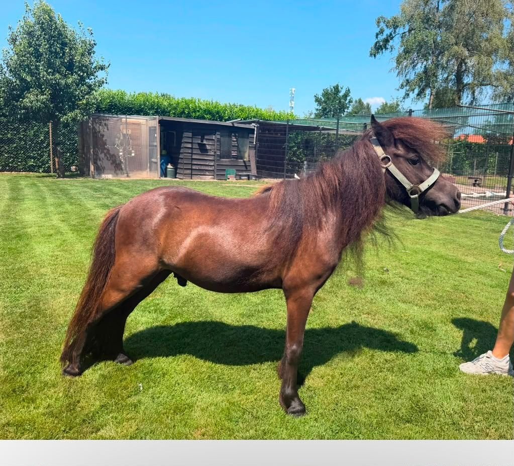 Shetlander ruinen, Ruin, Met stamboom, 3 tot 6 jaar