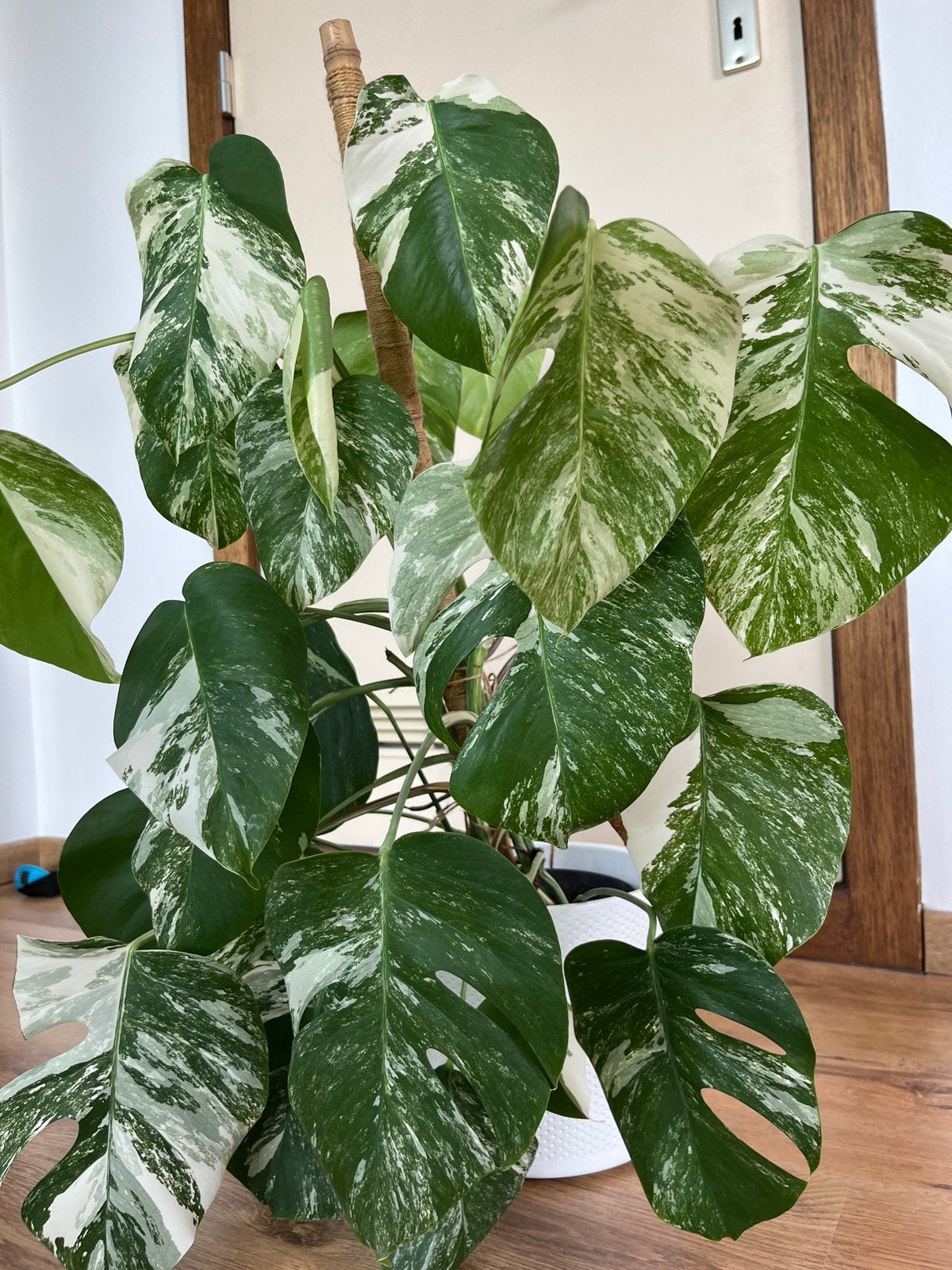 Monstera variegata, Maison & Meubles, Plantes d'intérieur, Enlèvement, En pot