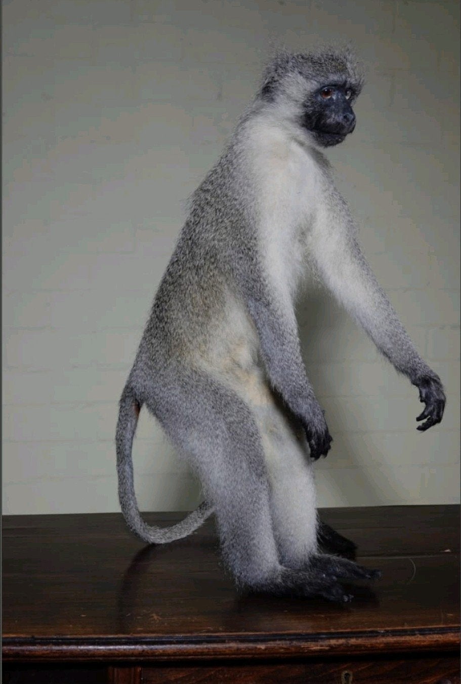 opgezette vervet aap met cites, taxidermie opgezette dieren, Ophalen of Verzenden, Zo goed als nieuw, Overige soorten, Opgezet dier