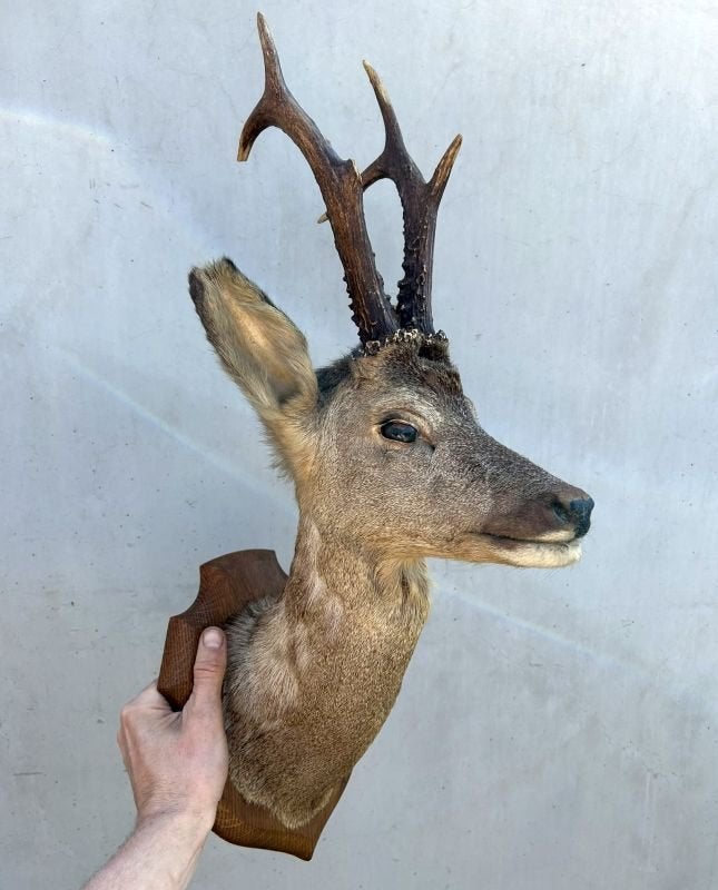 Hertekop, ree met gewei - taxidermie, Verzamelen, Dierenverzamelingen, Ophalen of Verzenden, Gebruikt, Hert, Gewei of Kop