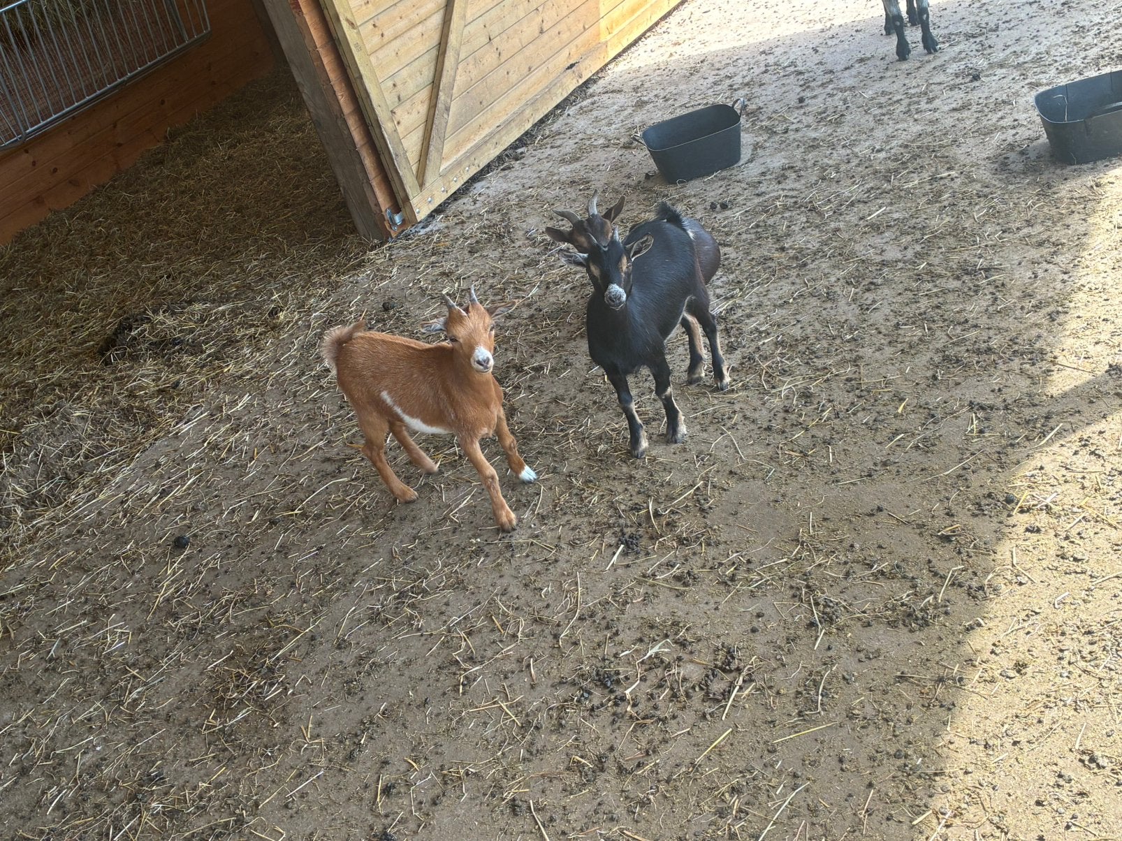 Jonge geitjes 3 a 4 maand oud, Animaux & Accessoires, Moutons, Chèvres & Cochons