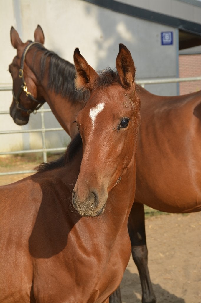Mooi hengstenveulen Don't touch Tiji Hero x Chin Chin, Dieren en Toebehoren, Hengst