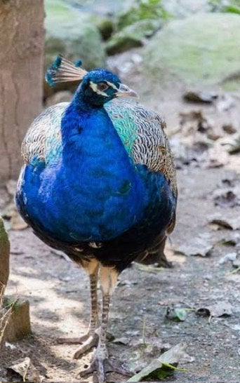 Pauw haan 1,5 jaar oud, Dieren en Toebehoren, Mannelijk, Overige soorten