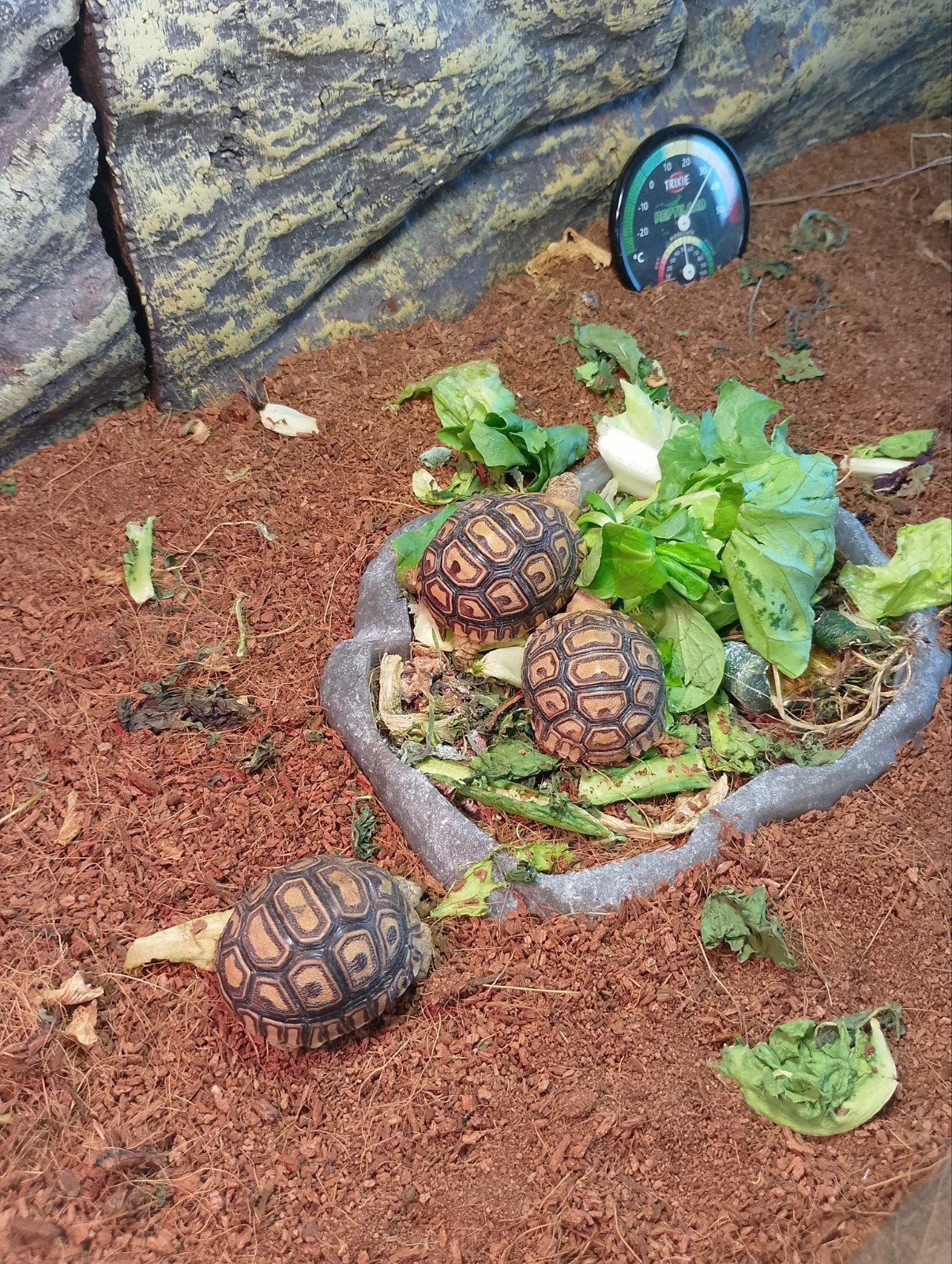 Luipaardschildpadden (stygmochelis Pardalis), Dieren en Toebehoren, Schildpad, Met terrarium, 0 tot 2 jaar