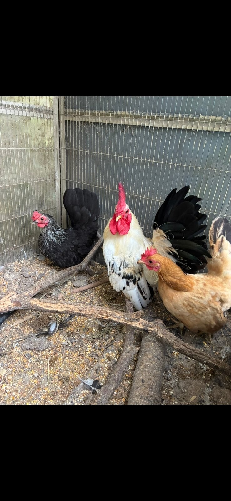 Trio chabo s, Dieren en Toebehoren