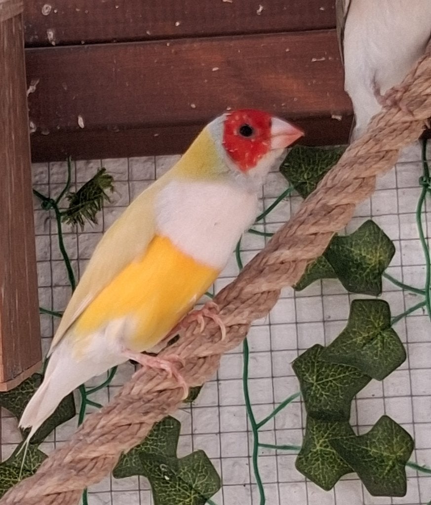 Gouldamadine, Animaux & Accessoires, Mâle, Oiseau tropical