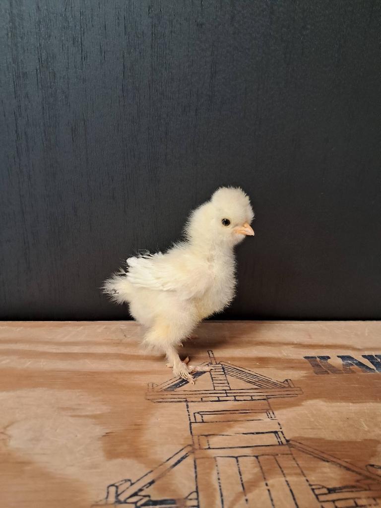 Usa zijdehoen motteld kuikentjes, Dieren en Toebehoren, Pluimvee