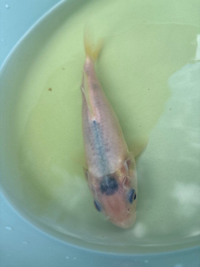 Witte koi met zwart op het hoofd - 20cm, Dieren en Toebehoren, Vissen | Vijvervissen, Karper of Koi
