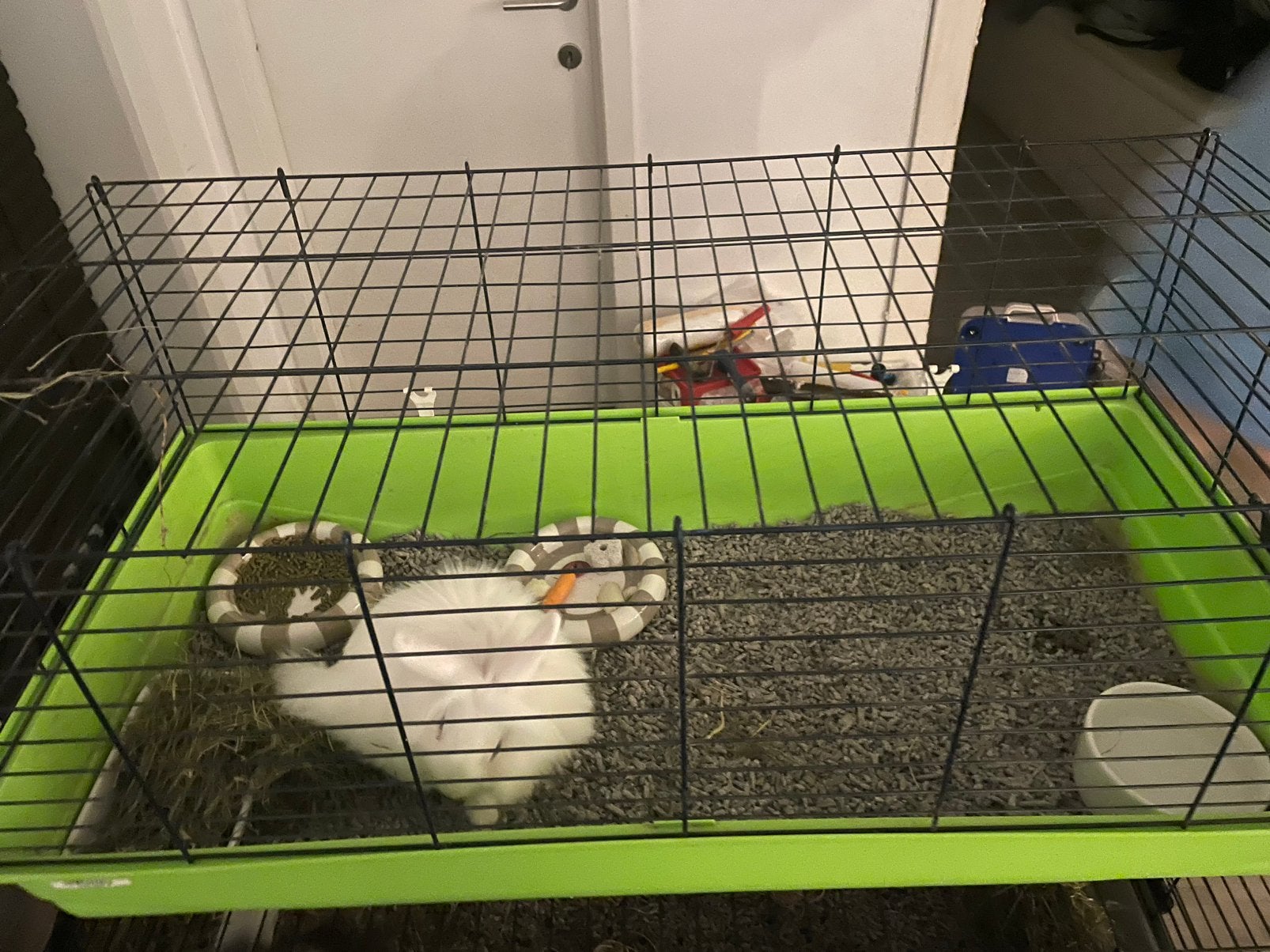 Dwerg Leeuwenkopje (v) incl kooi en accesoires, Dieren en Toebehoren, Vrouwelijk, Dwerg