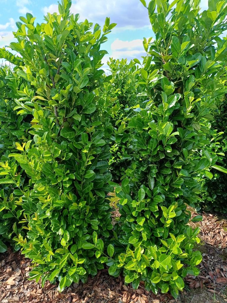 Prunus rothundifolia, Enlèvement